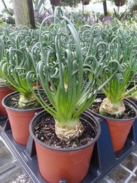 Spiralis Blumensamen zur Aussaat Anzucht Traditionssorte & ohne Gentechnik Samen Hausgarten