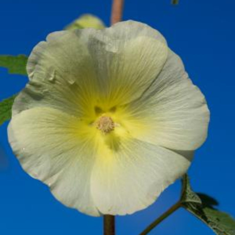 Close-up of gelb alcea ficifolia blossoms