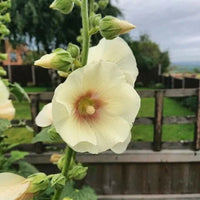 Alcea ficifolia gelb blumen along garten borders