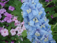 Alcea rosea sky blau hollyhocks wachsend in a garten