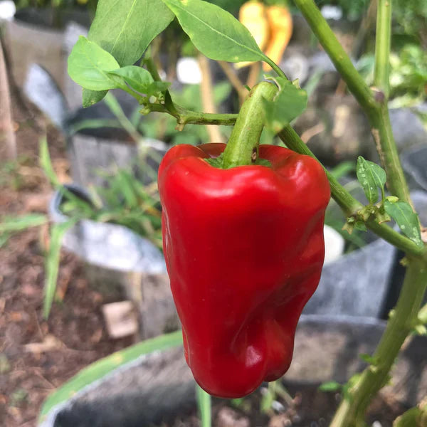 Aleppo pepper samen für aussaat in home gardens