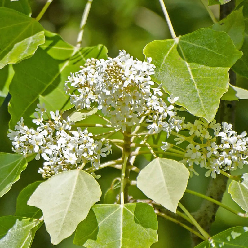 Hardy aleurites blume samen for anpflanzung