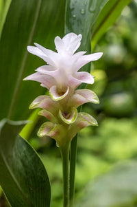 Close-up of grün alismatifolia blooms and leaves