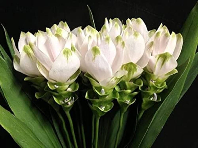Grün alismatifolia blume samen for anpflanzung