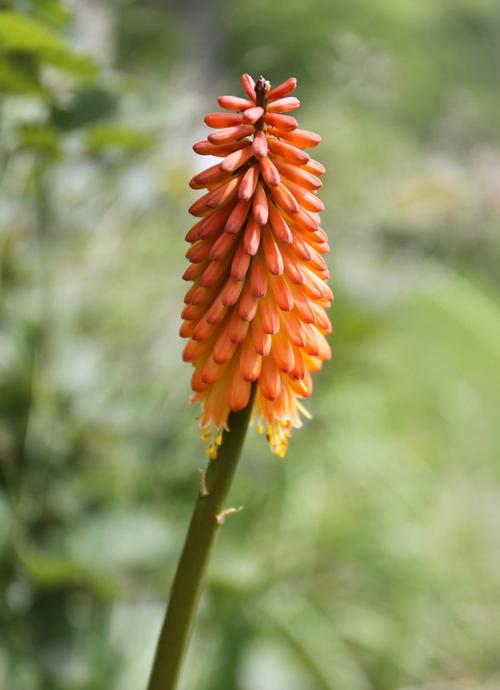 Rot Kniphofia Blumensamen zur Aussaat – kompakt Wuchs – Traditionssorte & ohne Gentechnik Samen Hausgarten