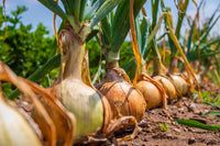 Onion Allium cepa Samen zum Pflanzen in Gemüse Patch & Garden