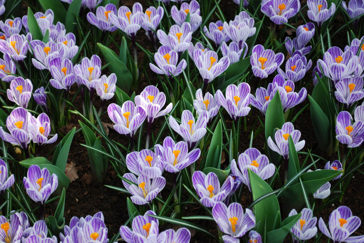 Blau (blau weiß) samen for anpflanzung in home garten