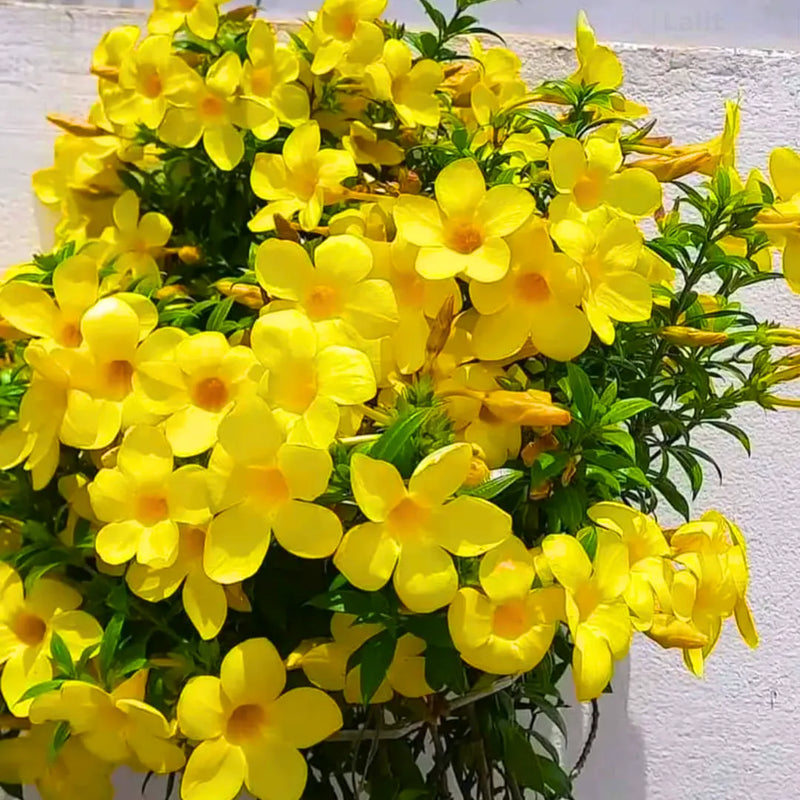 Allamanda blume samen for anpflanzung