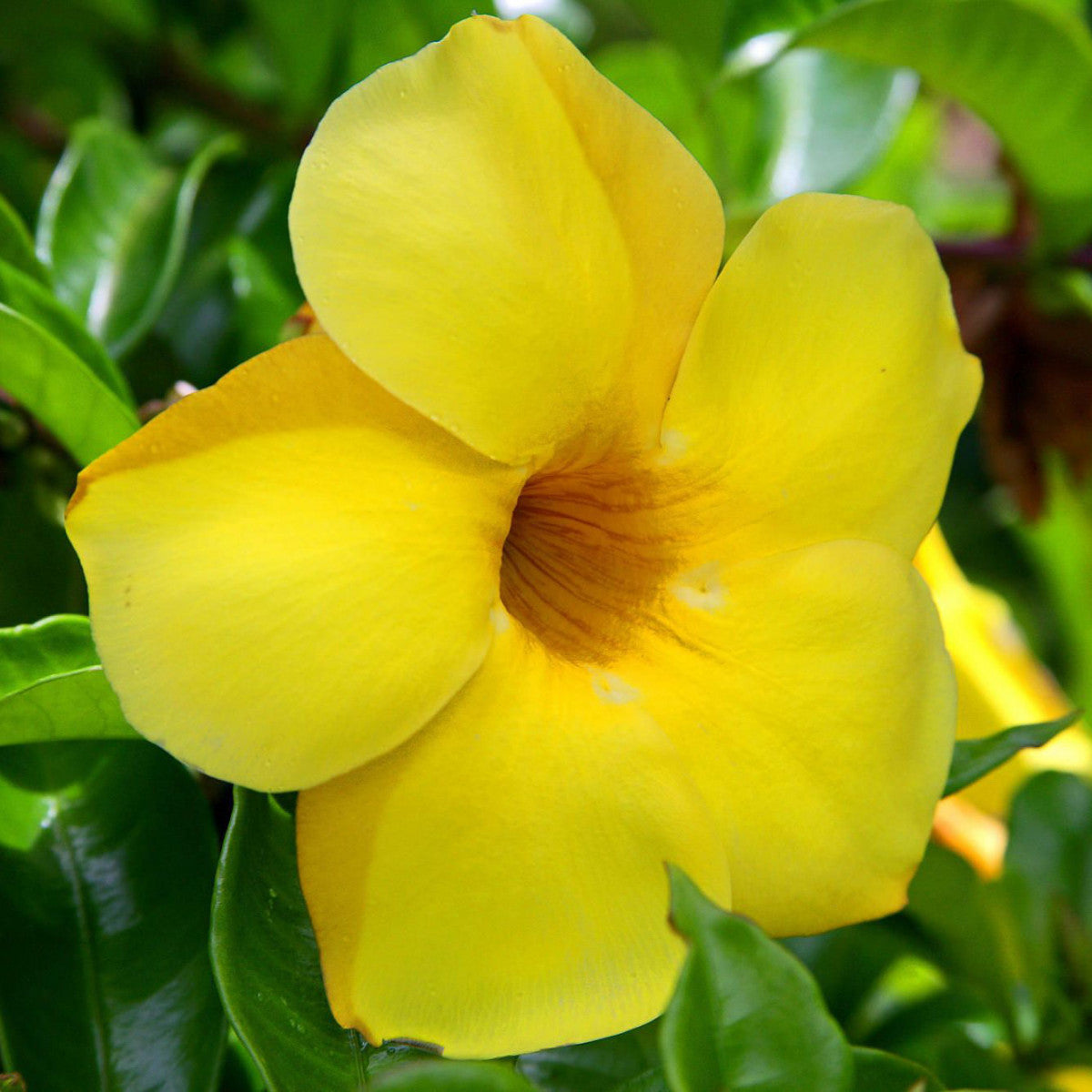 Gelb Allamanda Blumensamen zur Aussaat – sonnenliebend – Traditionssorte & ohne Gentechnik Samen Hausgarten