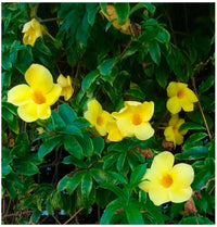 Gelb Allamanda Blumensamen zur Aussaat – sonnenliebend – Traditionssorte & ohne Gentechnik Samen Hausgarten