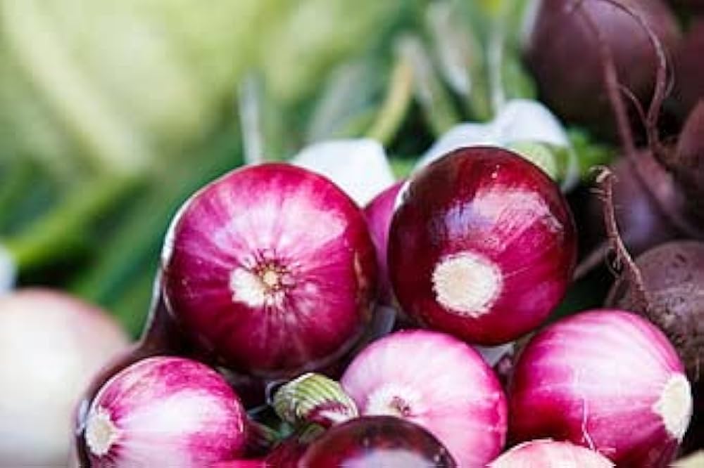 Onion seedlings sprouting aus non gmo allium cepa samen