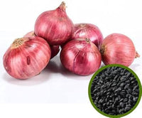 Allium cepa onion samen für gemüse patches