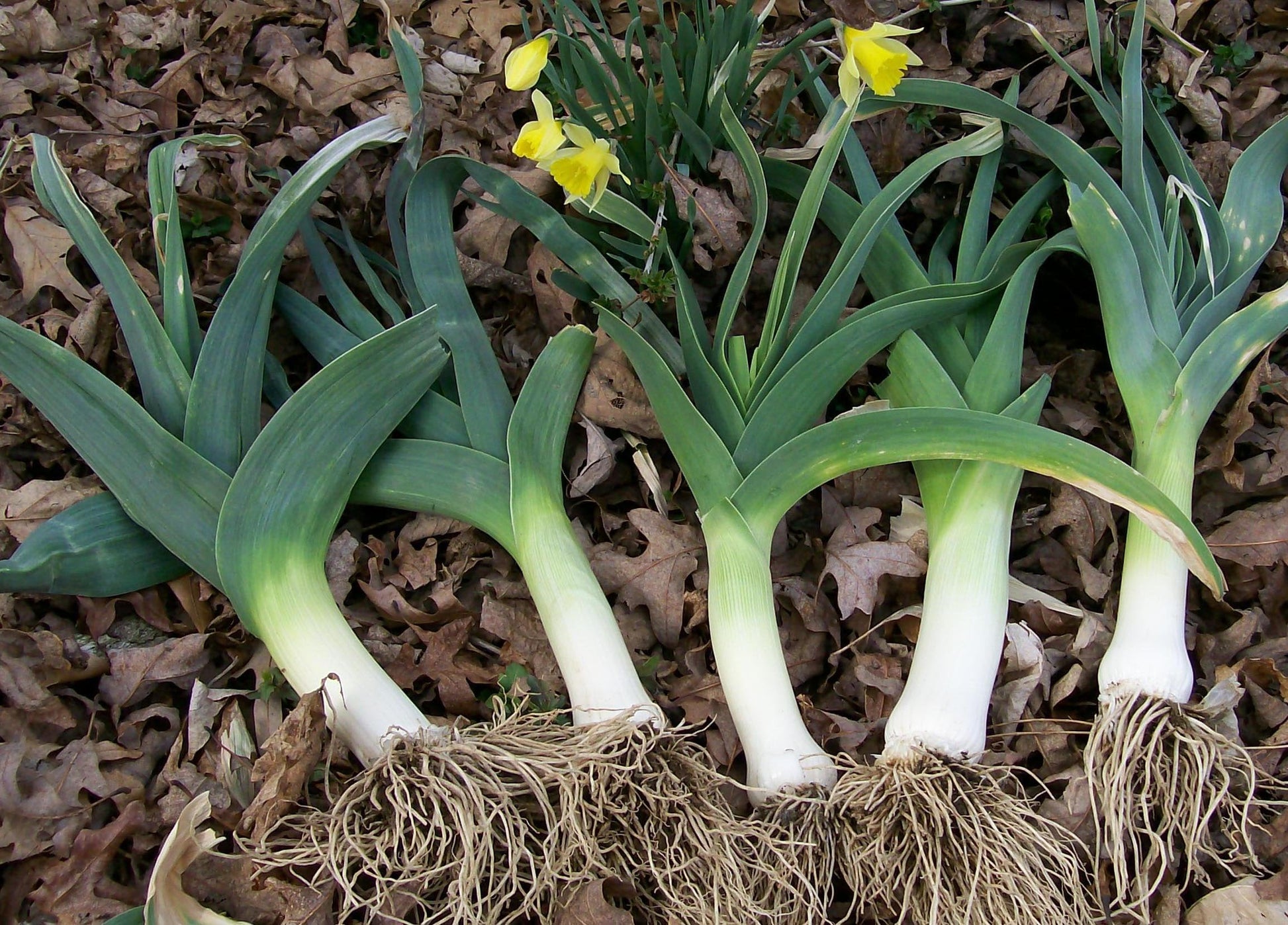 Allium porrum traditionelle samen für aussaat