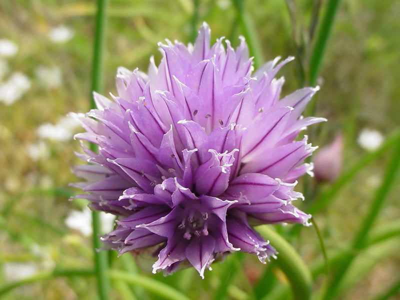 Schoenoprasum Blumensamen zur Aussaat Schnitt Blume beliebt Traditionssorte & ohne Gentechnik Samen Hausgarten