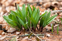 Close-up of Allium tricoccum leaves in early spring
