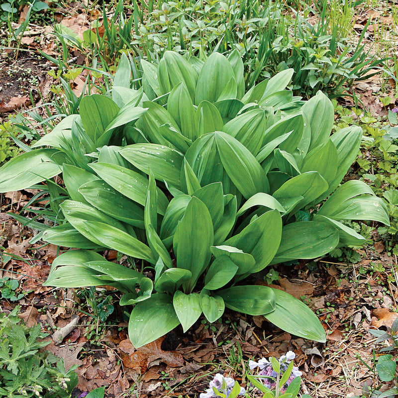 Semi di porro selvatico Allium tricoccum da piantare nel giardino boschivo e nell'aiuola delle erbe aromatiche