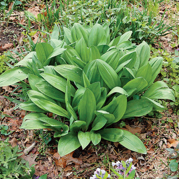 Wild Leek Allium tricoccum Samen zum Pflanzen in Woodland Garden and Herb Patch