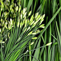 Allium tuberosum garlic chives Anbau in a container Garten