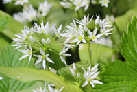 Ursinum Blume Samen zur Aussaat – leuchtend Blüten für Ihren Garten