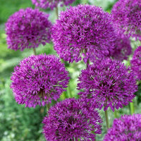 Maritima Blumensamen zur Aussaat leuchtend Blüten Traditionssorte & ohne Gentechnik Samen Hausgarten