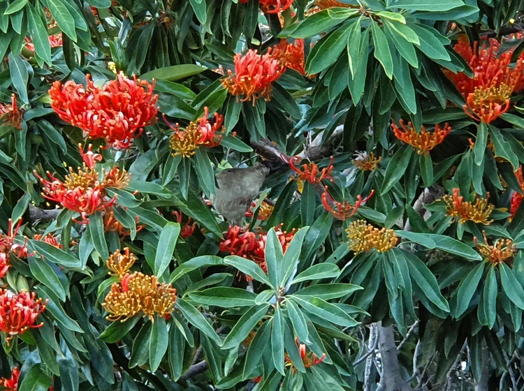 Alloxylon tree samen for anpflanzung at home