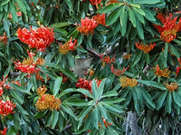 Alloxylon tree samen for anpflanzung at home