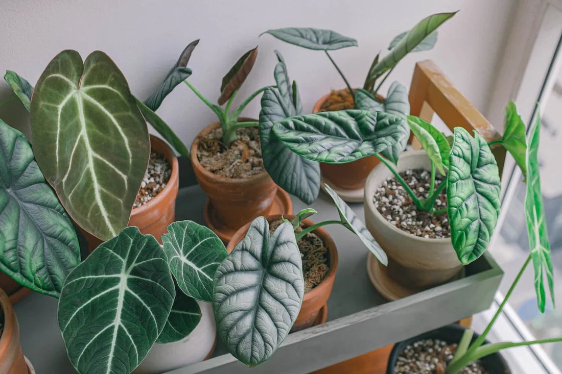 Alocasia Macrorrhiza Blumensamen zur Aussaat Garten beliebt Traditionssorte & ohne Gentechnik Samen Hausgarten