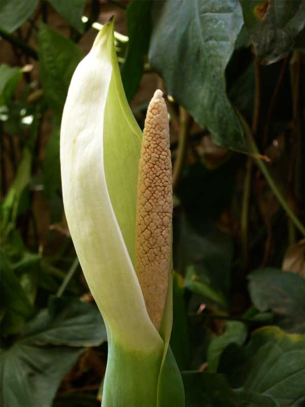 Alocasia Macrorrhiza Blumensamen zur Aussaat Schnitt Blume beliebt Traditionssorte & ohne Gentechnik Samen Hausgarten