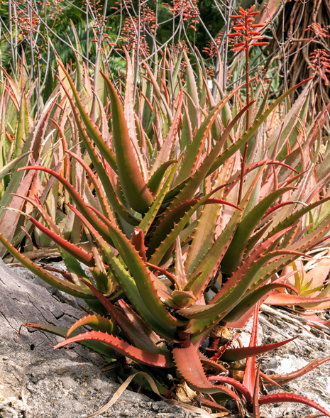 Rot (rot grün) samen for anpflanzung in home garten