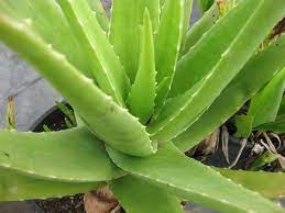 Light Green Aloe Cameron Samen Germinating in Soil