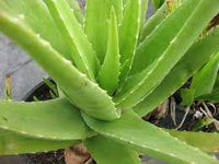 Light Green Aloe Cameron Samen Germinating in Soil