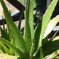 Healthy Light Green Aloe Cameron Seedlings Anbau in Pots