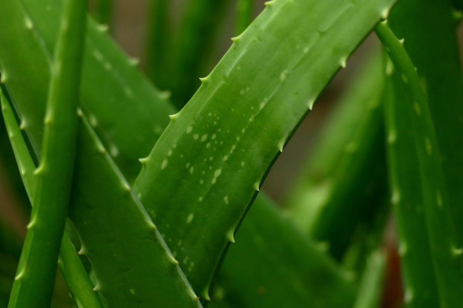 Mature Green Aloe Cameron Pflanze with Rosette Leaves