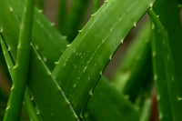 Mature Green Aloe Cameron Pflanze with Rosette Leaves