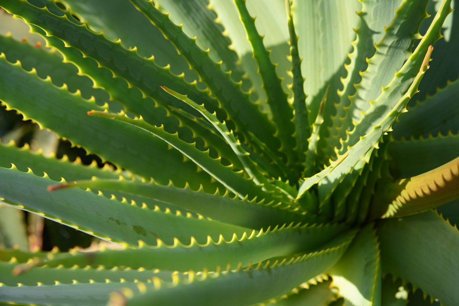 Aloe Cameron Samen Germination in Potting Soil