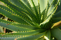 Aloe Cameron Samen Germination in Potting Soil
