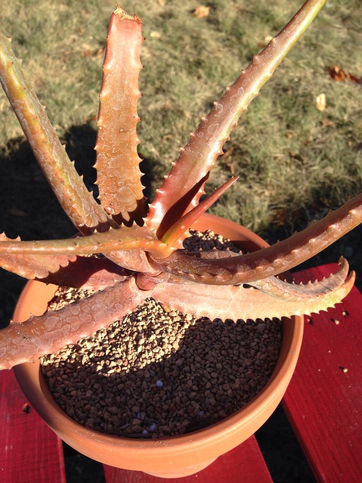 Aloe Cameron Violet Samen Germinating in Potting Soil