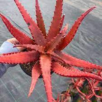 hochwertig gentechnikfrei Aloe Cameron Violet Samen Pack