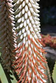 Aloe Ferox White Samen Germinating in Potting Soil