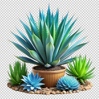 Aloe Vera Samen Germination Process in Potting Soil