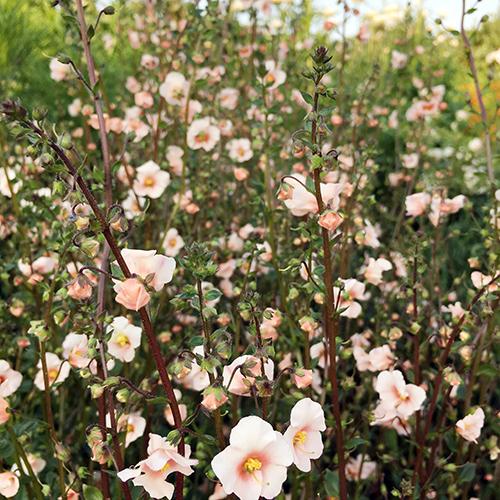 Rosa Alonsoa Blumensamen zur Aussaat leuchtend Traditionssorte & ohne Gentechnik Samen Hausgarten