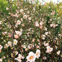 Rosa Alonsoa Blumensamen zur Aussaat leuchtend Traditionssorte & ohne Gentechnik Samen Hausgarten