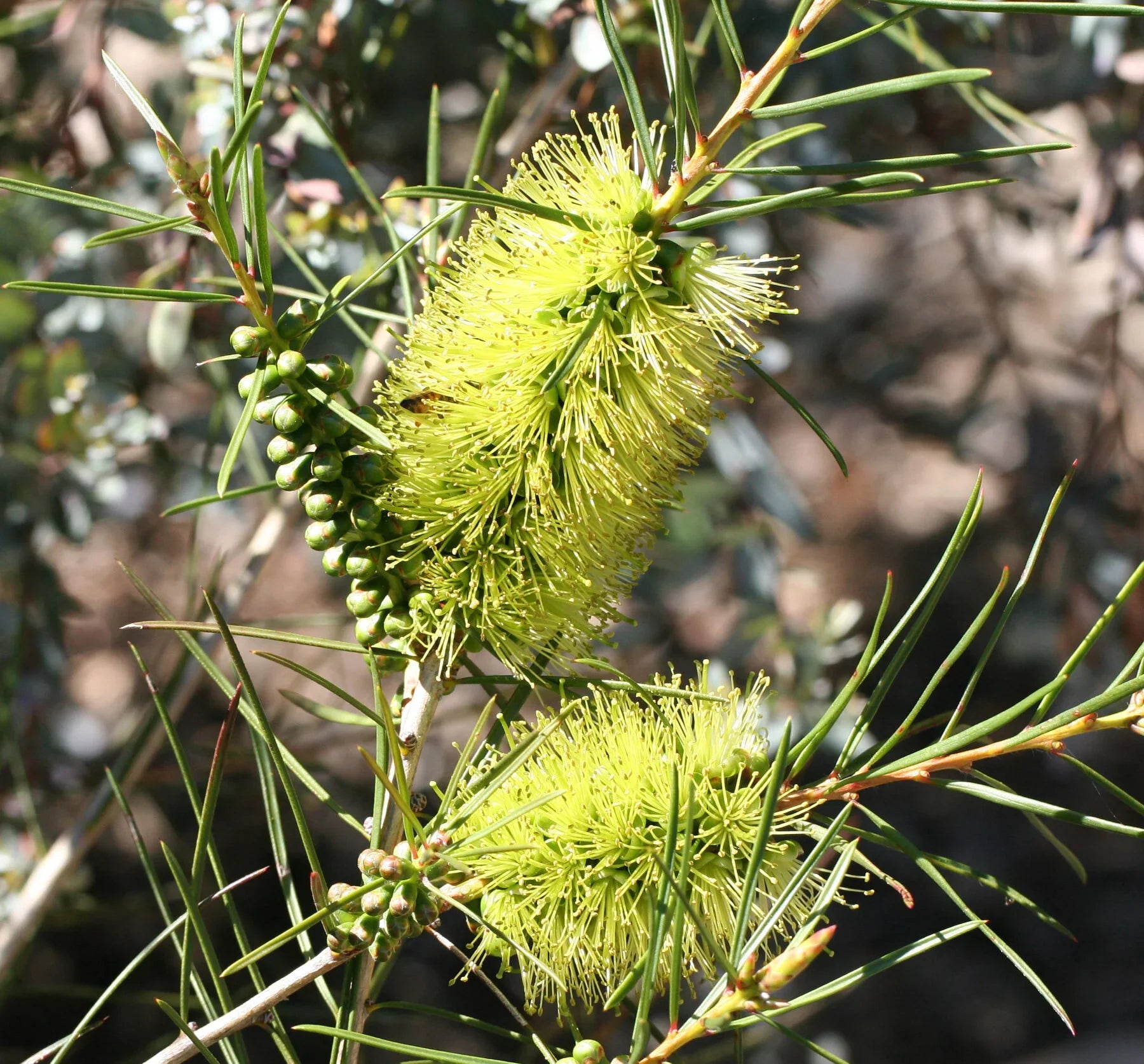 Alpine bottlebrush pflanzen enhancing garten borders