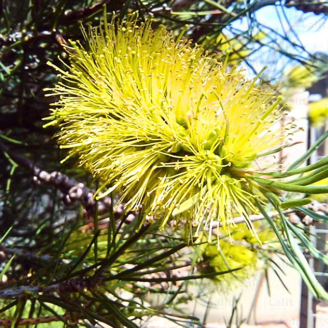 Alpine bottlebrush shrub wachsend in landscape