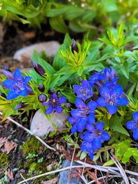 Mature Nikita Gentian in late spring Garten display
