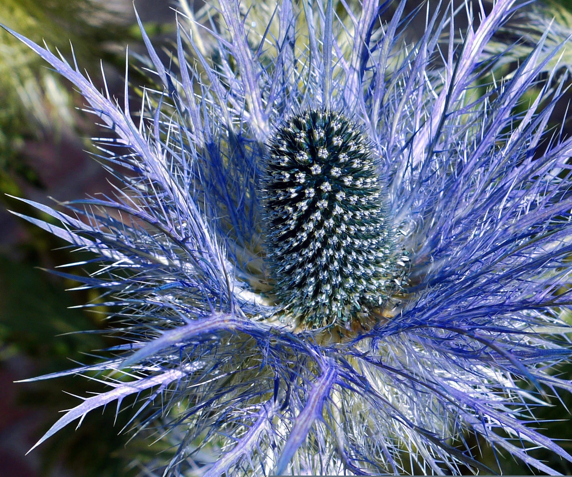 Blau Eryngium Alpinum Blumensamen zur Aussaat – hochwertige Qualitäts- – Traditionssorte & ohne Gentechnik Samen Hausgarten