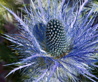 Blau Eryngium Alpinum Blumensamen zur Aussaat – hochwertige Qualitäts- – Traditionssorte & ohne Gentechnik Samen Hausgarten