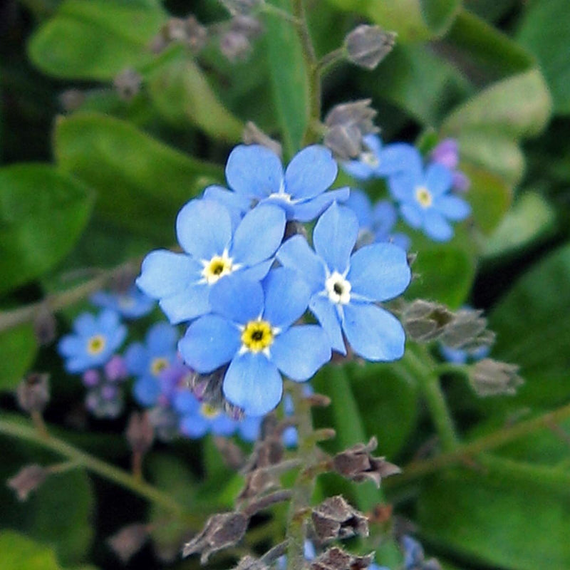 Alpine vergissmeinnicht blume samen producing bright blau forget-me-not blooms in full spring glory.