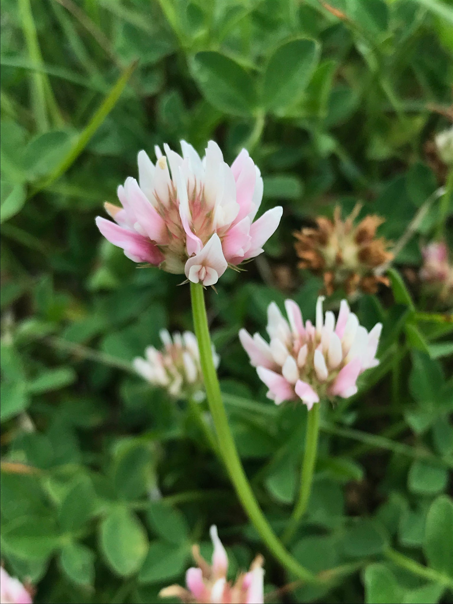 Alsike Clover Anbau in a lush meadow