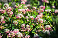 Packet of Alsike Clover pink and white Blume legume Samen